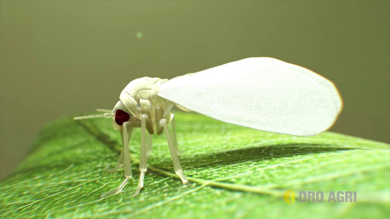 PREV-AM® -die biologische Lösung  gegen Weiße Fliegen und Saugende Schadinsekten