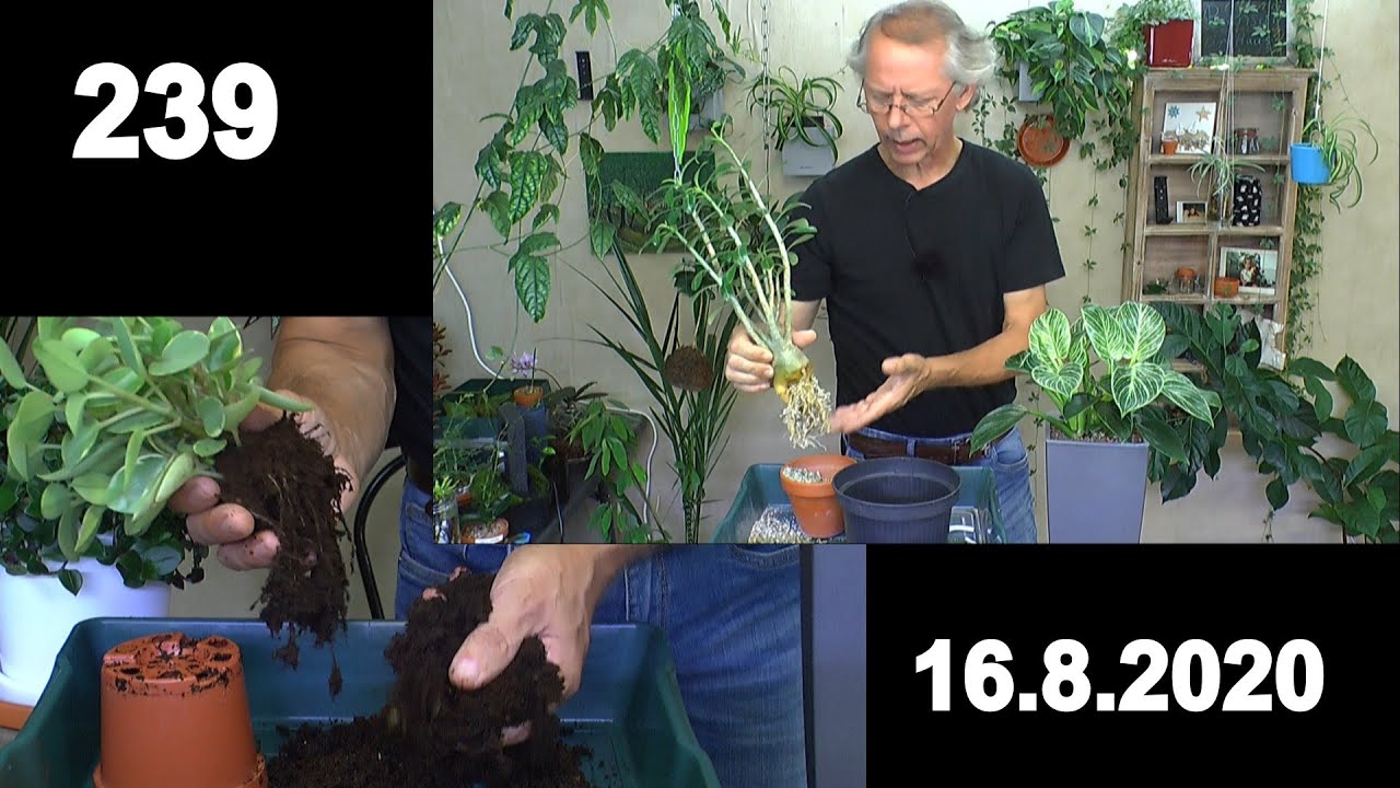 Wüstenrose umtopfen mit Selbstbewässerung und Peperomia rotundifolia von Erde in mineralisches Subst