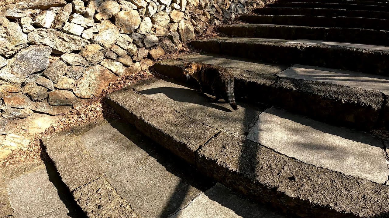 神社にある石垣の階段でいつも参拝者を待つ野良猫