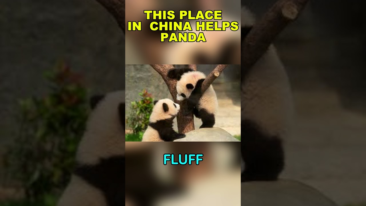Inside Chengdu Panda Base: How China Is Saving Giant Pandas 🐼
