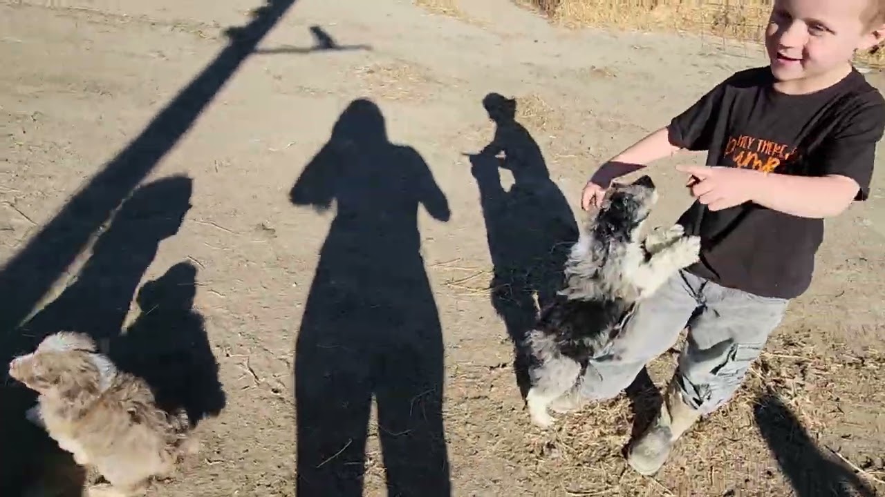 Last of the New Beginnings F1 Aussiedoodle puppies from Missy and Buck meeting the horses and Calvin