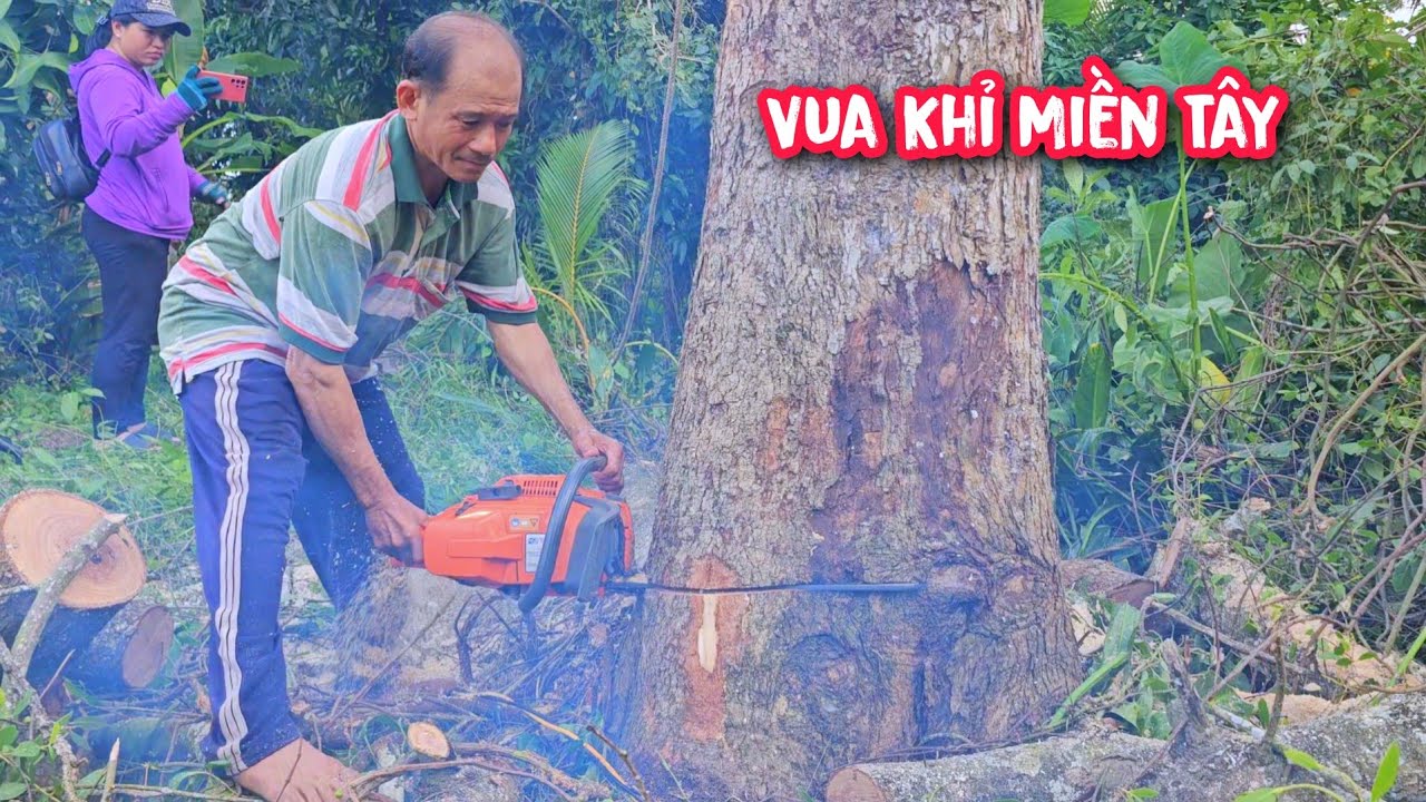 Đứng tim !!! Vua Khỉ liều mình leo cưa cây Bần khi bên cạnh có Ổ Ong rừng cực kì nguy hiểm.