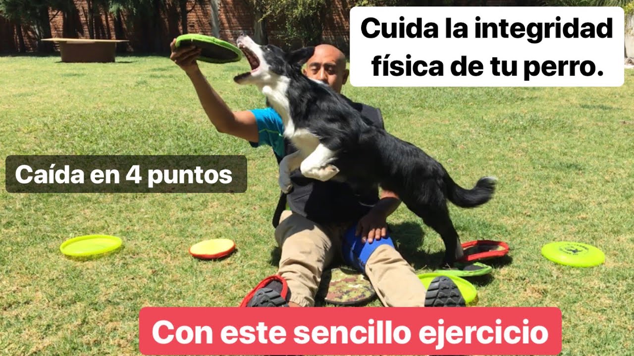 Tutorial ejercicios para Disc Dog o frisbee Dog (enseñar a caer bien)👍🐕🥏👌🏼