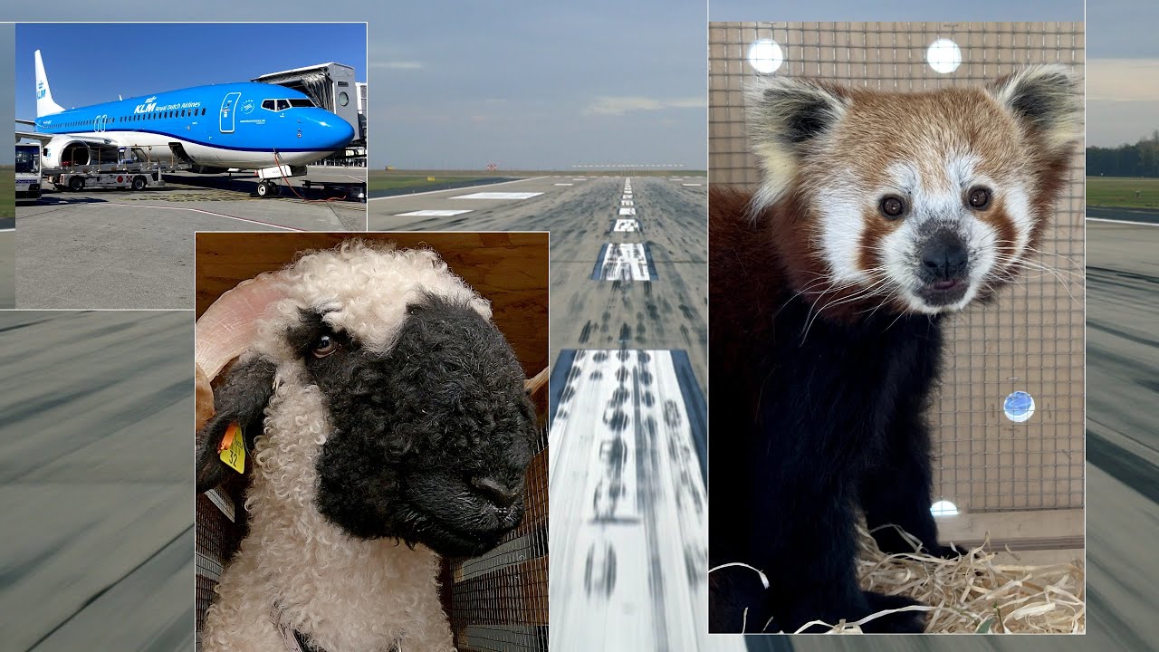 Reptér a kulisszák mögött: panda és bárány a fedélzeten (Ep. 313)