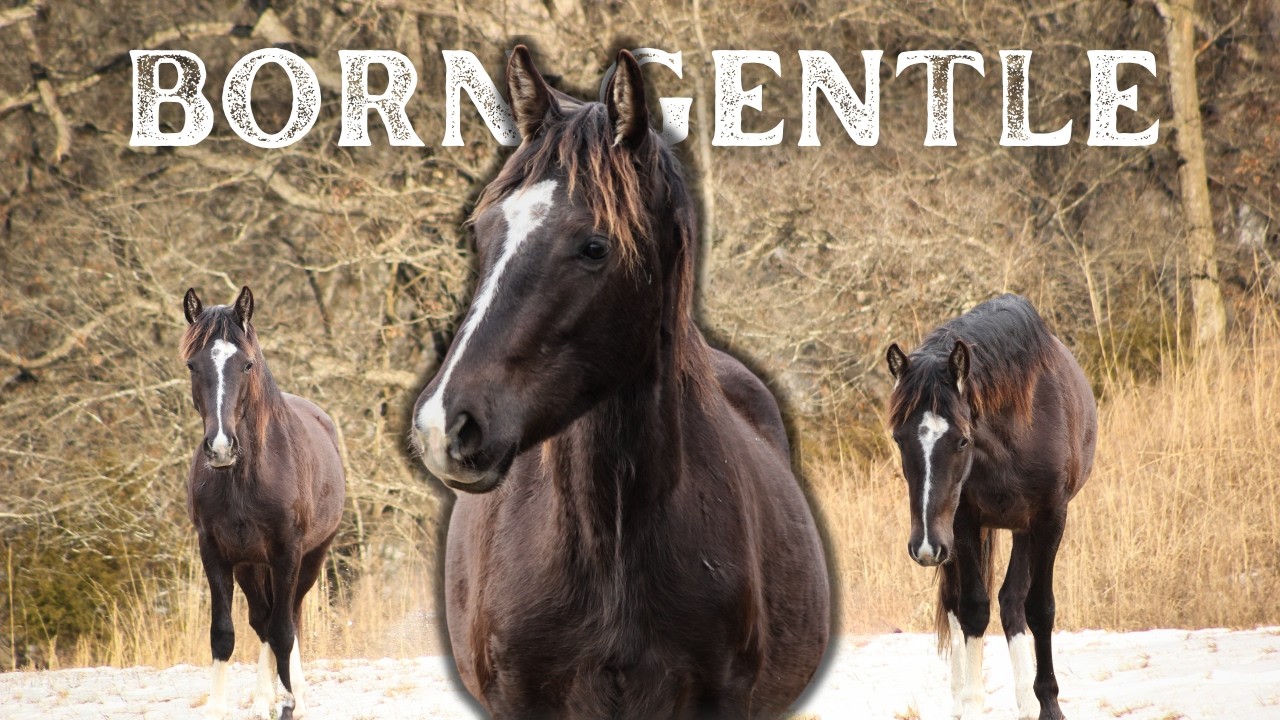 Training A Horse With A Double (GG) Gentle Gene - BOOTS FIRST LESSON