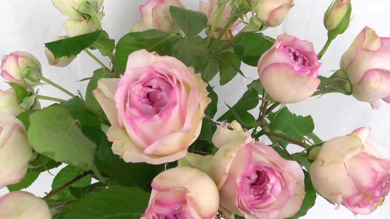 Spray Garden Roses 