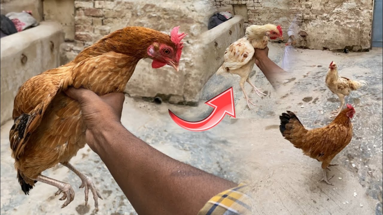 Desi murgi ka ek aur ummedwar 😱