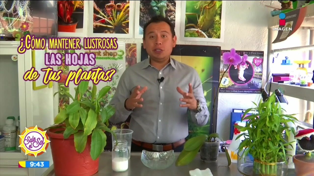 &iquest;C&oacute;mo mantener lustrosas las hojas de tus plantas? | Sale el Sol