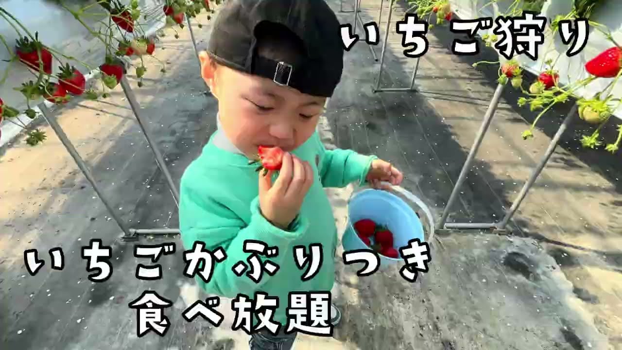 【4歳】食べ放題！！3年ぶりのいちご狩り🍓成長記録