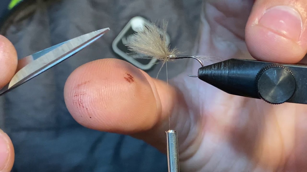 Spanish Splitwing