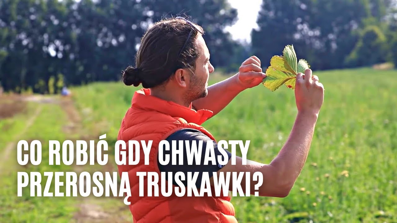 Co robić gdy chwasty przerosną truskawki?