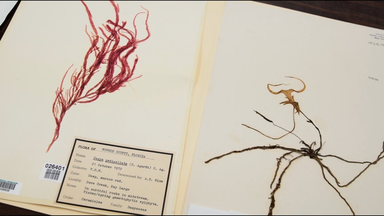 Nature's Archive: Inside Fairchild Tropical Botanic Garden Herbarium