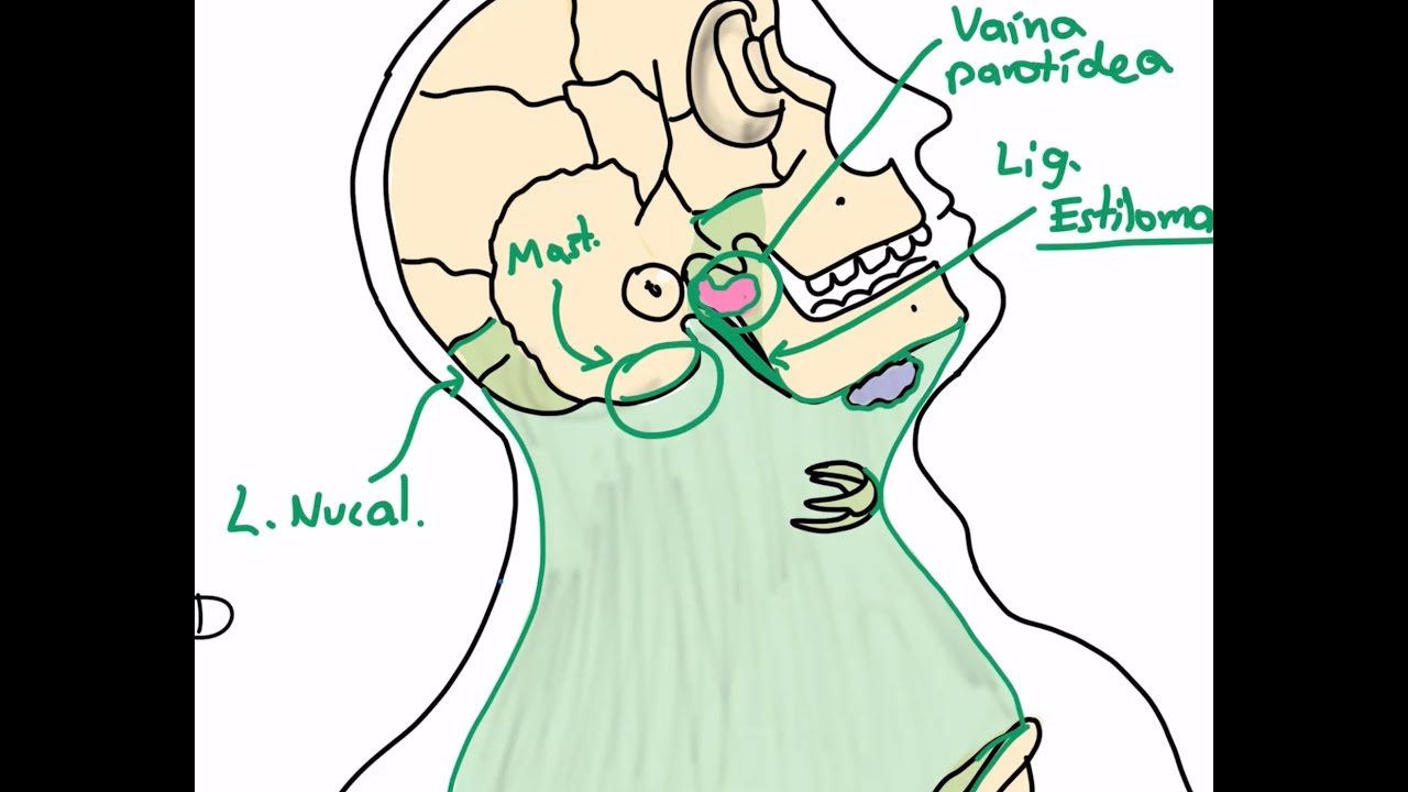 Anatomía: repaso de primer parcial parte 1. Cuello: fascias, músculos anteriores e inervación