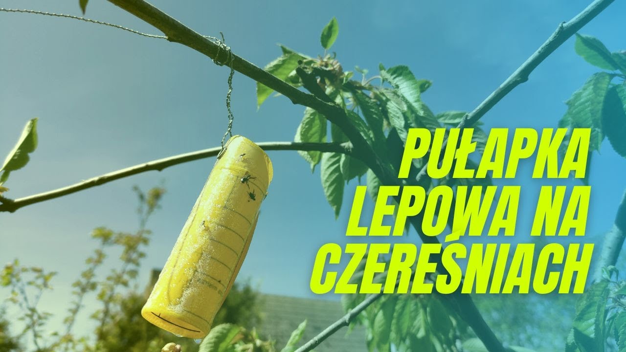 Sposób na robaczywe czereśnie i wiśnie? To zależy