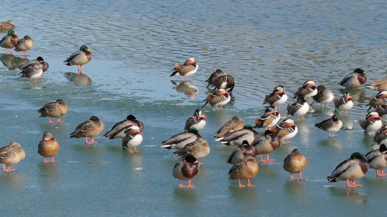 겨울 영상대회 1번 참가자