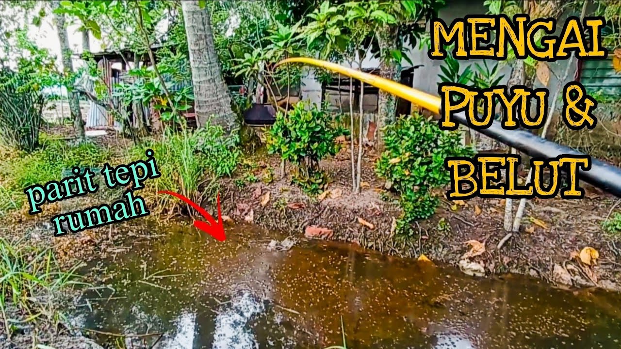 #EP1127 Tepi Rumah ada Ikan Besar! - mancing puyu dan mancing belut