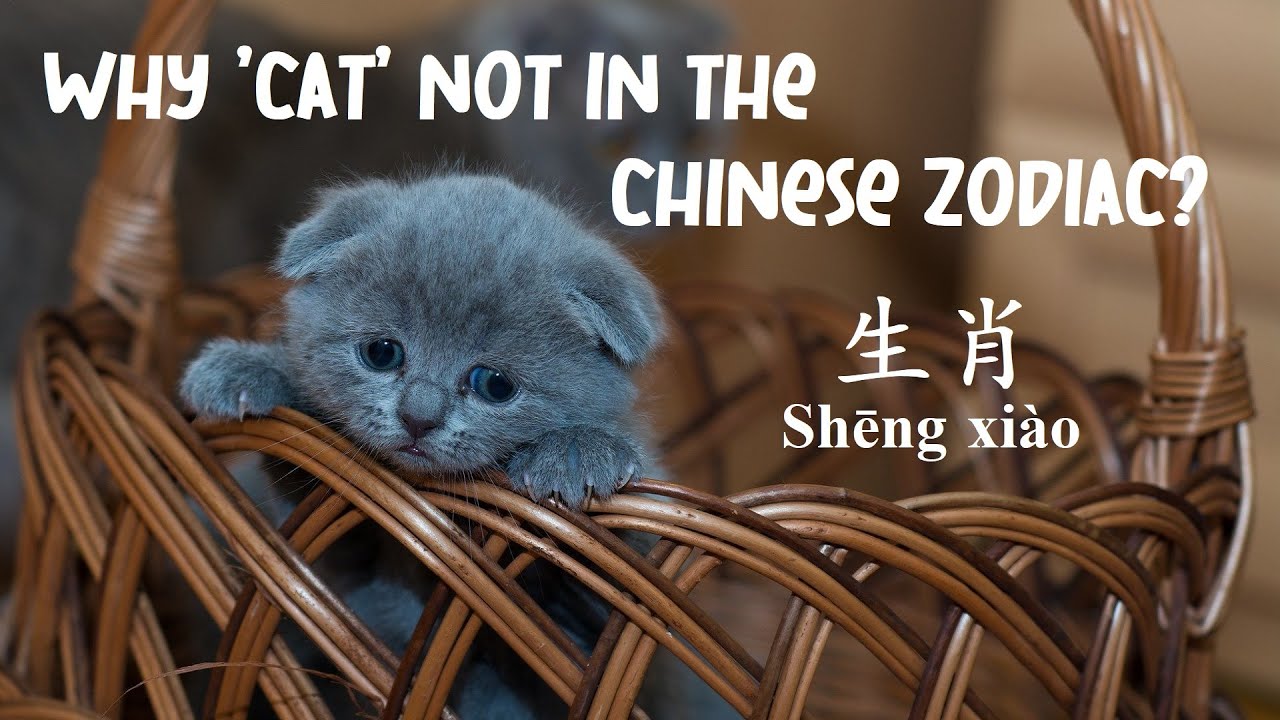 Why cats are not included in the Chinese Zodiac