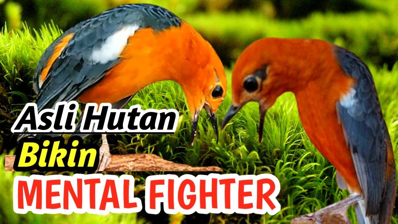 Masteran Anis Merah Gacor Full Isian Ngerol Panjang – Best Red Whiskered Bird Sound 2026