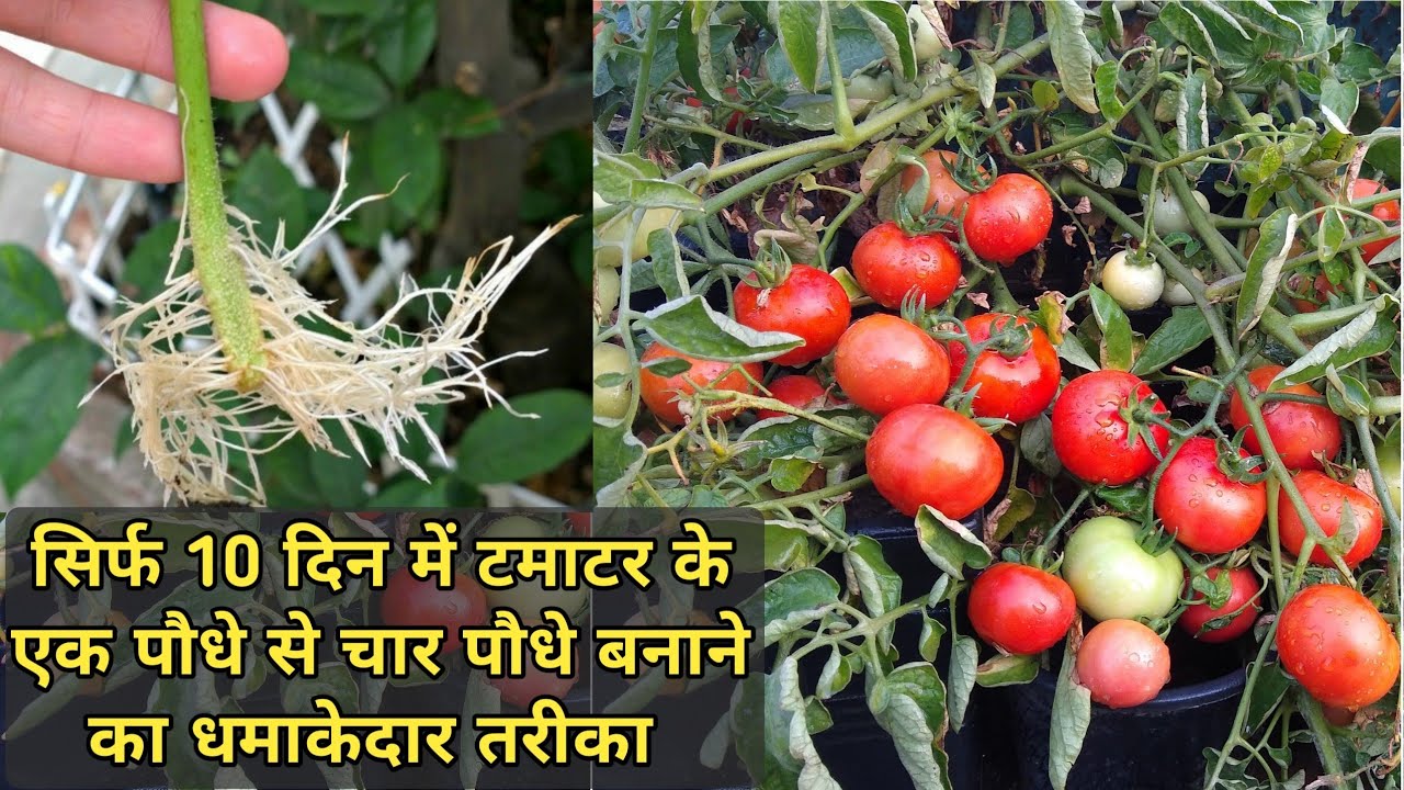 सिर्फ 10 दिन मे टमाटर को Cutting से लगाने का तरीका How to grow Tomato from cutting 