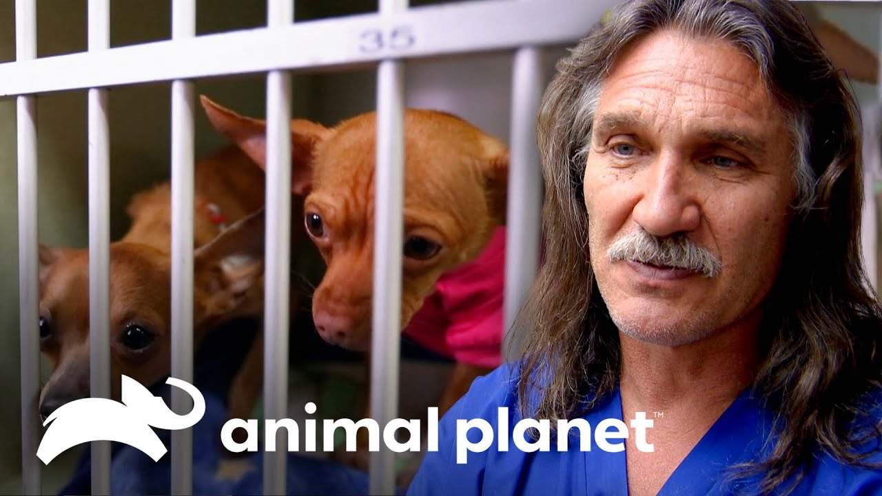 3 Conmovedoras historias de cachorros abandonados | Dr. Jeff, Veterinario | Animal Planet