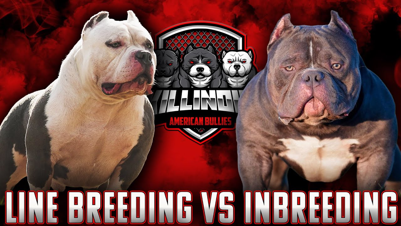Line Breeding vs InBreeding : The American Bully Debate!!!!