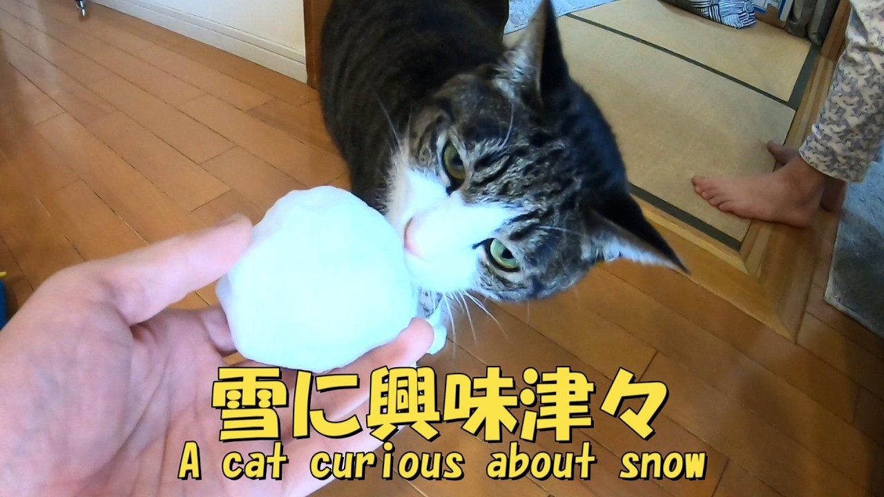 雪に興味津々な猫　今日も暖かい室内でじゃれ合いです　暴れ猫/保護猫ハナ♂