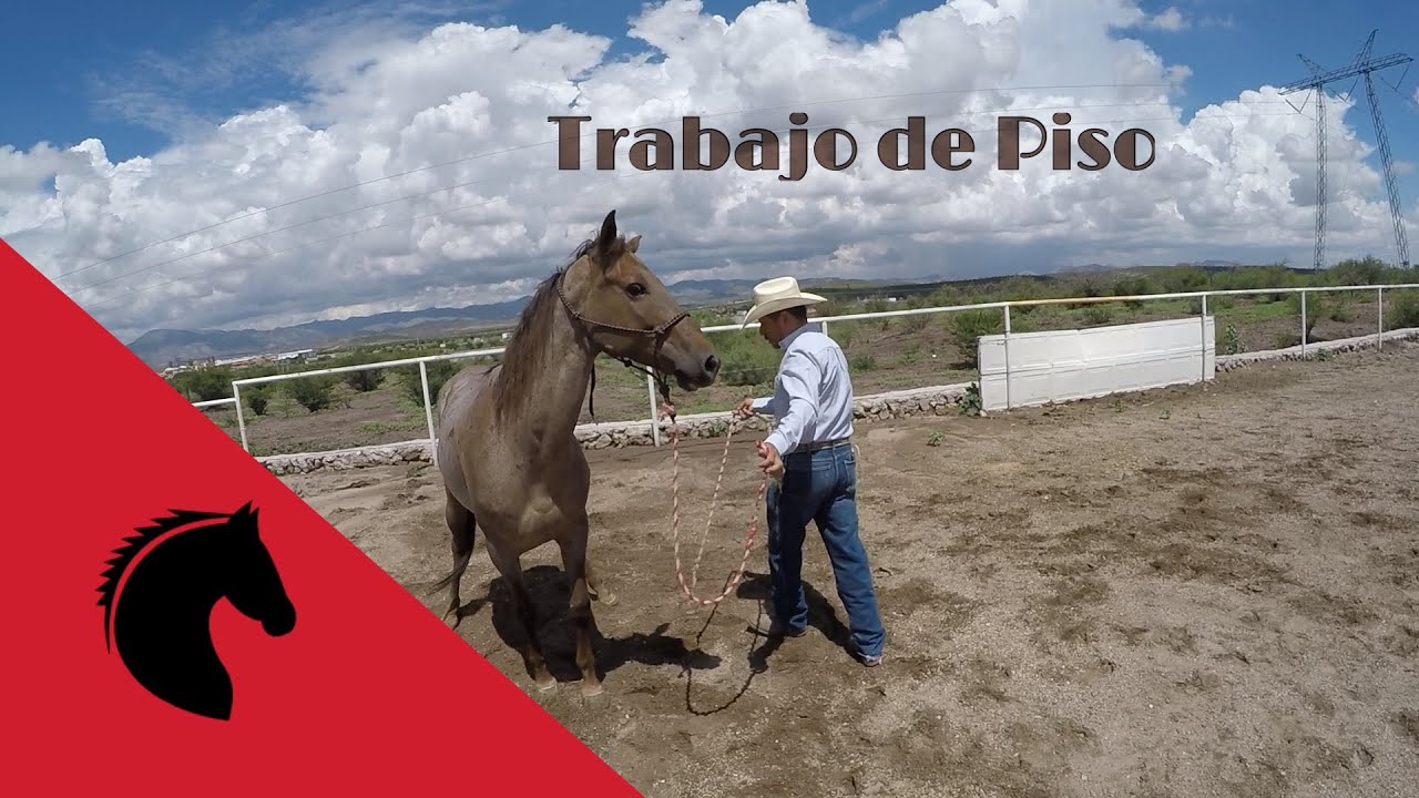 Trabajo de Piso/Gana Control y Respeto de tu Caballo (Ground Work)