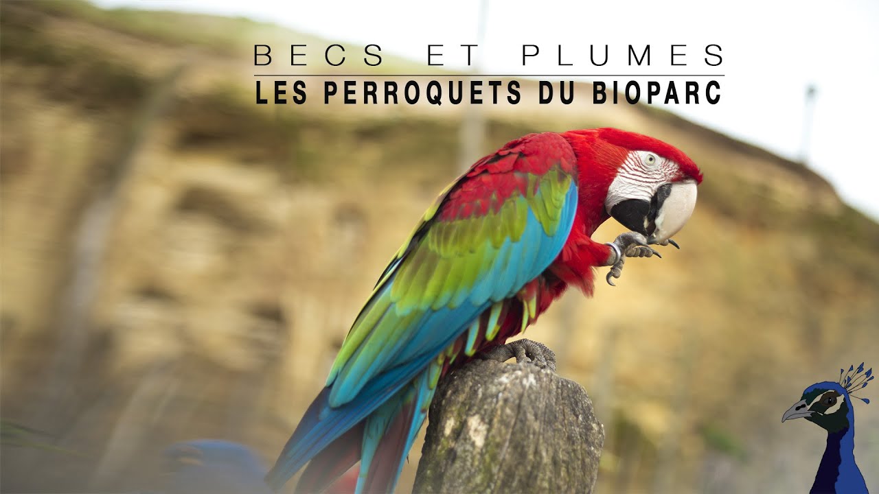 PERROQUETS DU BIOPARC DE DOUÉ LA FONTAINE (SAISON 2 - ÉPISODE 1)