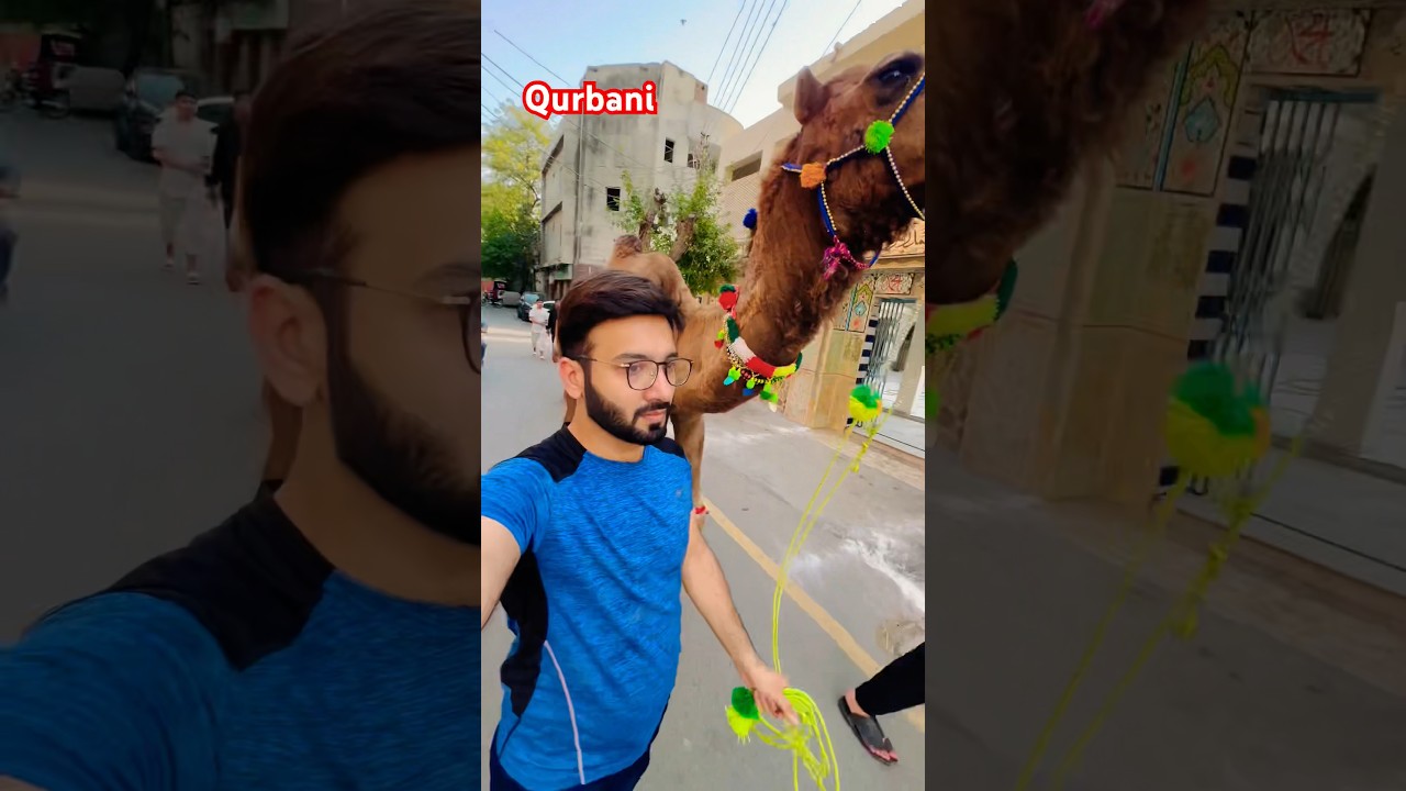 Camel qurbani #barieid #bakraeid #camel#youtubeshorts