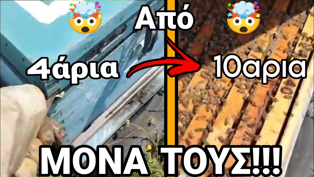 ΑΠΙΣΤΕΥΤΟ! Πήγα στα Μελίσσια μετά από 4ΜΗΝΕΣ!Δες! Τα καλά της Στατικής-Μη Παρεμβατικής Μελισσοκομίας