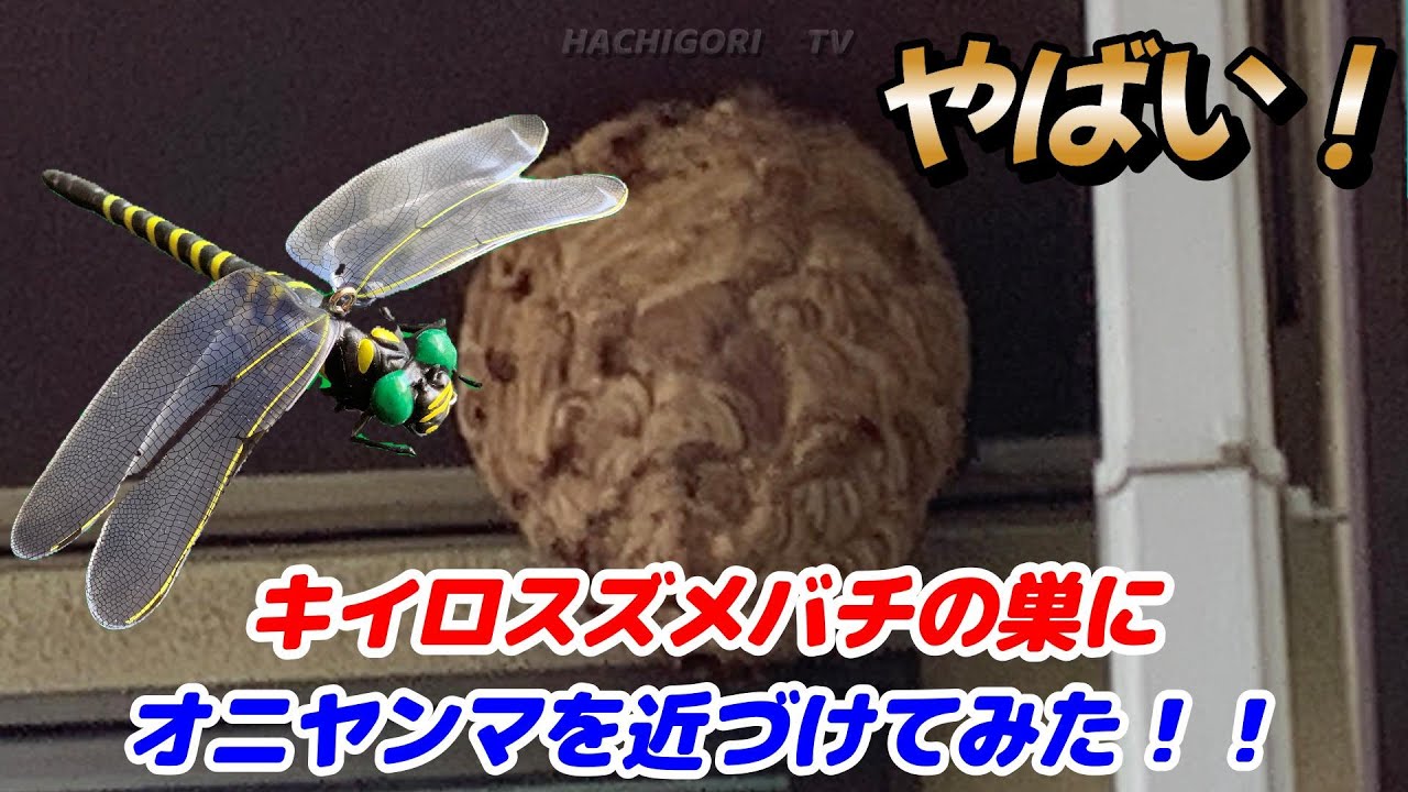 話題の！オニヤンマ君をスズメバチの巣に近づけてみたら！？スズメバチ用ムースの殺虫剤にて駆除　Hachigori🐝🦍TV