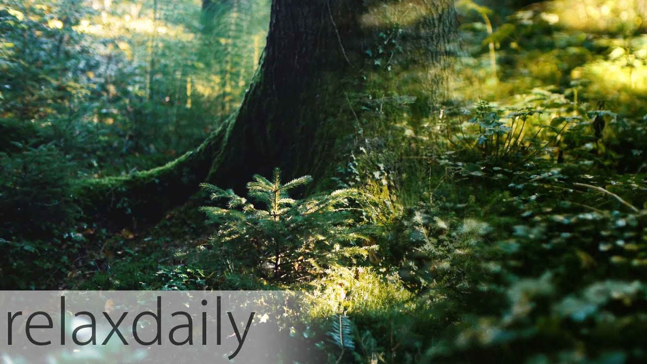 Light Music - instrumental, yoga, think, relax - relaxdaily N&deg;098