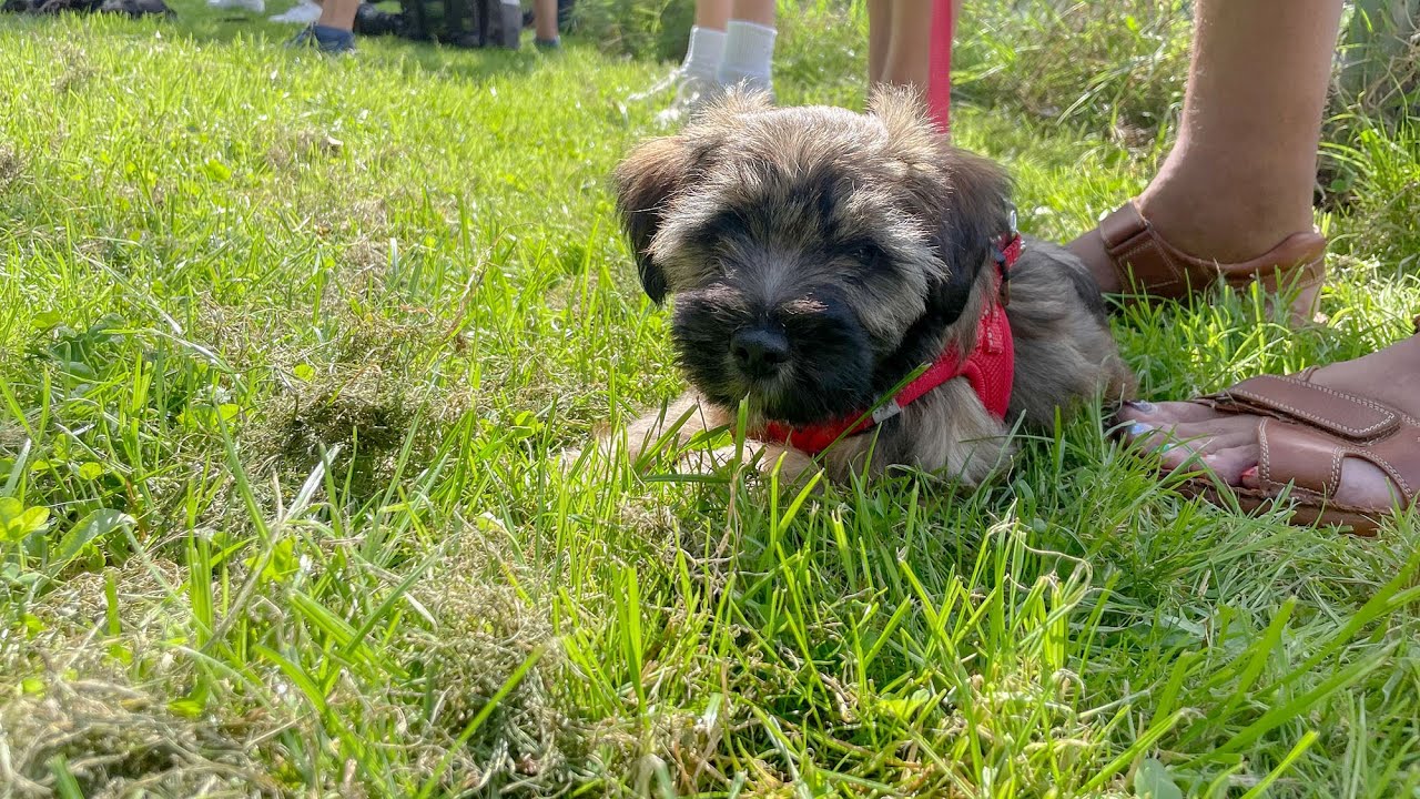 Welpenschule à la Martin Rütter: Hundeprofi hat Ostbelgien im Visier