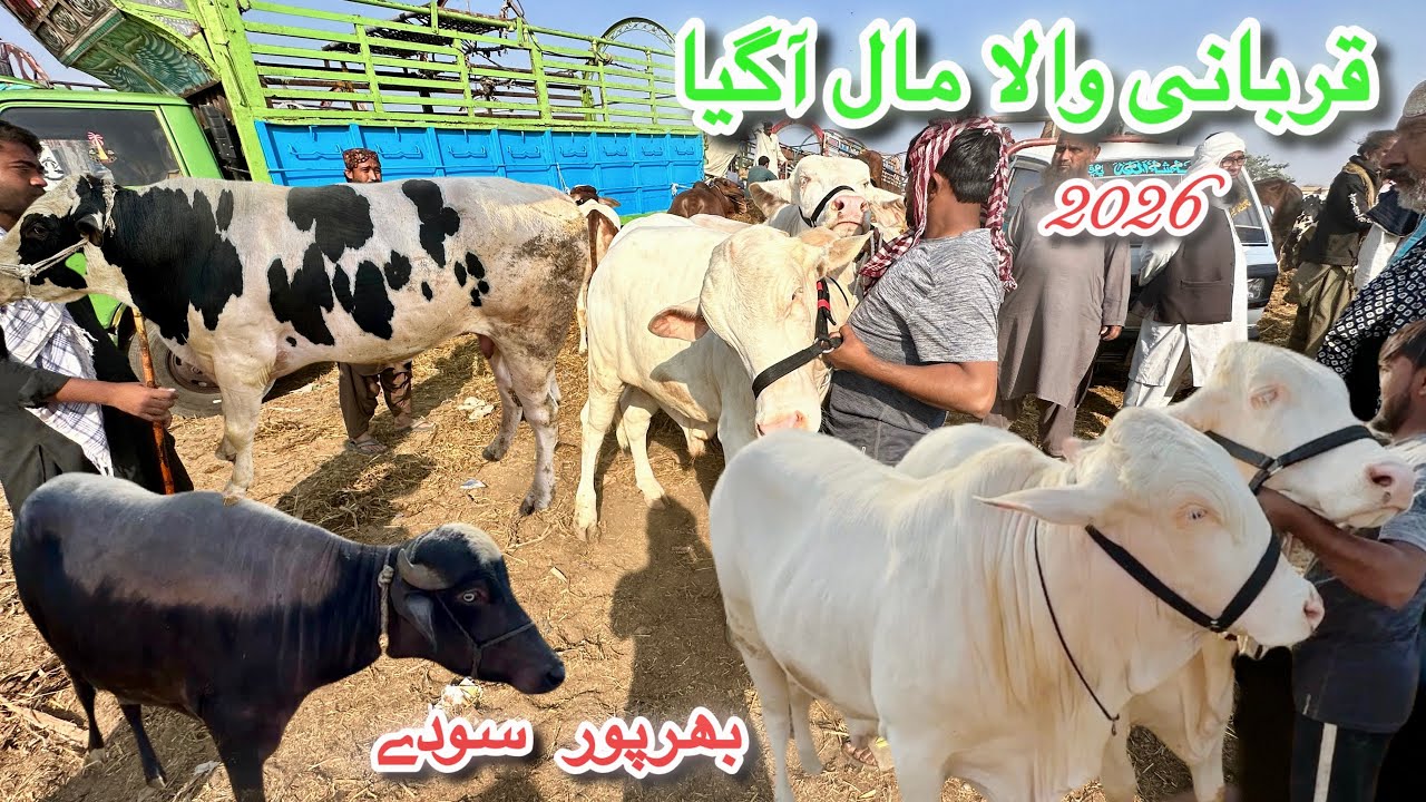 Karachi Cow Mandi Bhains Colony Latest Rates Update 17 December 2025 || Qurbani Season 2026