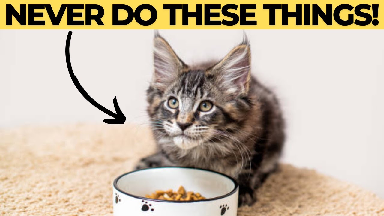 12 Things You Must Never Do to Your Maine Coon Cat