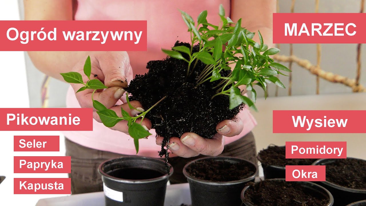 Pomidory wysiew - pikowanie selera, papryki i kapusty. Ogród warzywny w marcu.