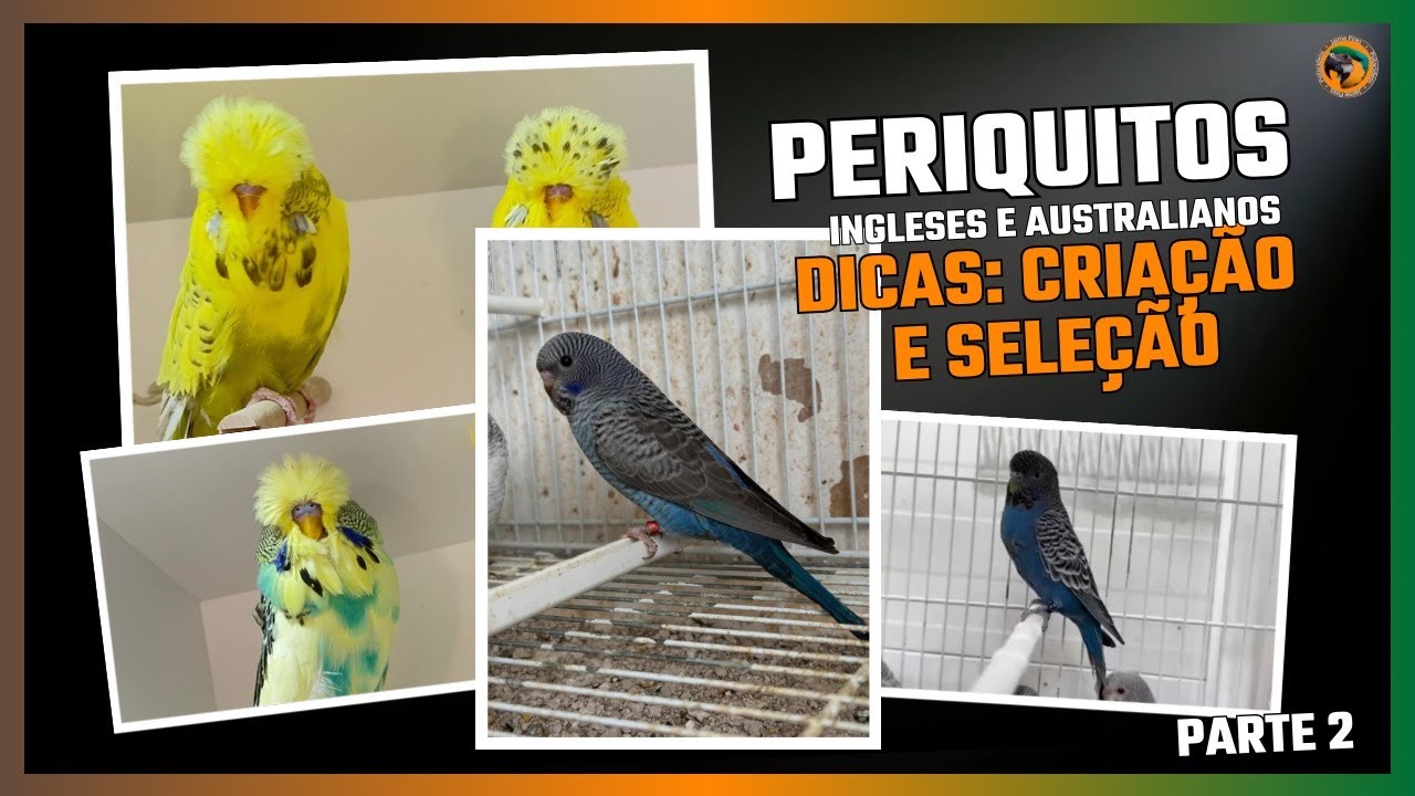 CRIAÇÃO DE PERIQUITOS INGLESES E AUSTRALIANOS: dicas de criação e trabalho genético/exposições