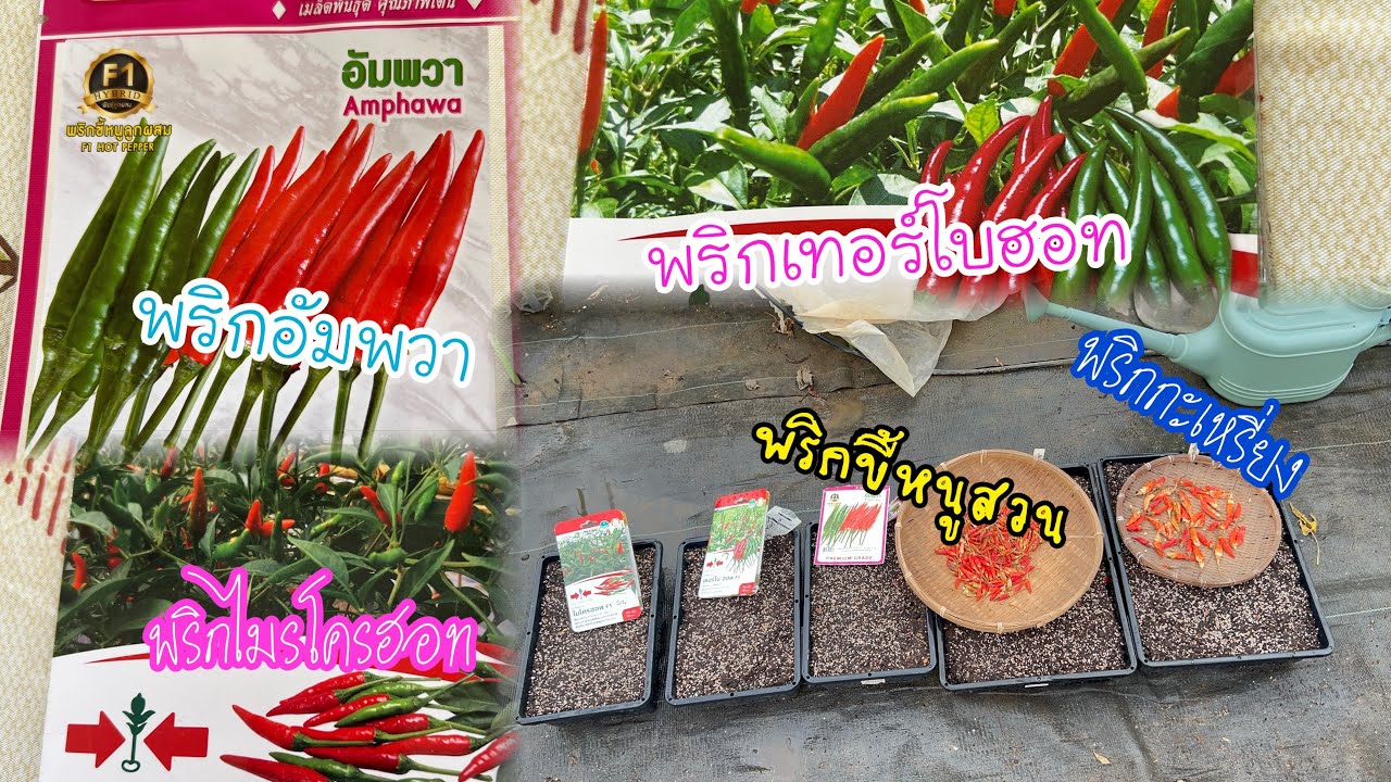 เริ่มเพาะพริกอัมพวา เทอร์โบฮอท กะเหรี่ยง พริกขี้หนูสวน Cultivation hot Peppers  07.01.2025