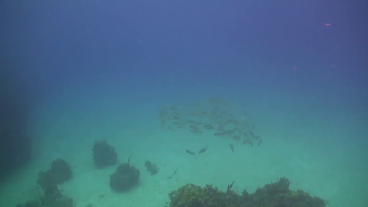 diveLIVE - Second Dive - July 11th 2018
