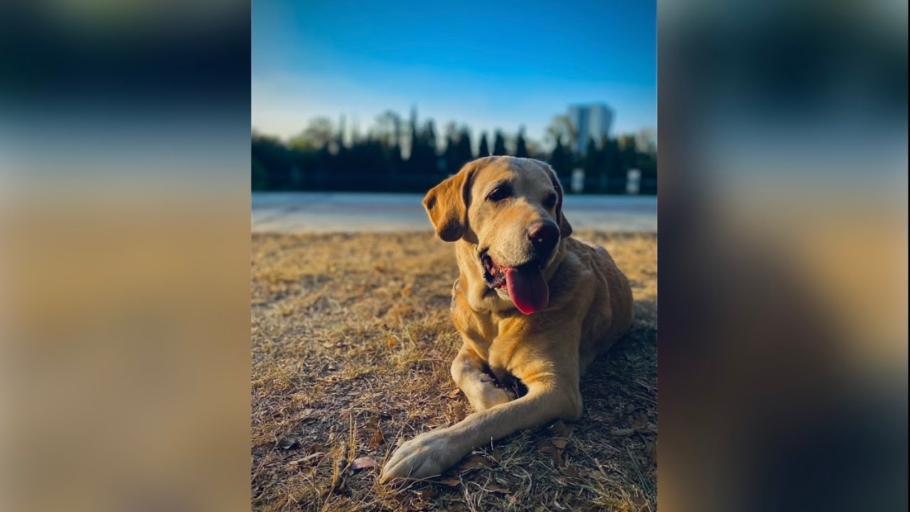 Edita fotos como profesional con tu iPhone 🤯🐾