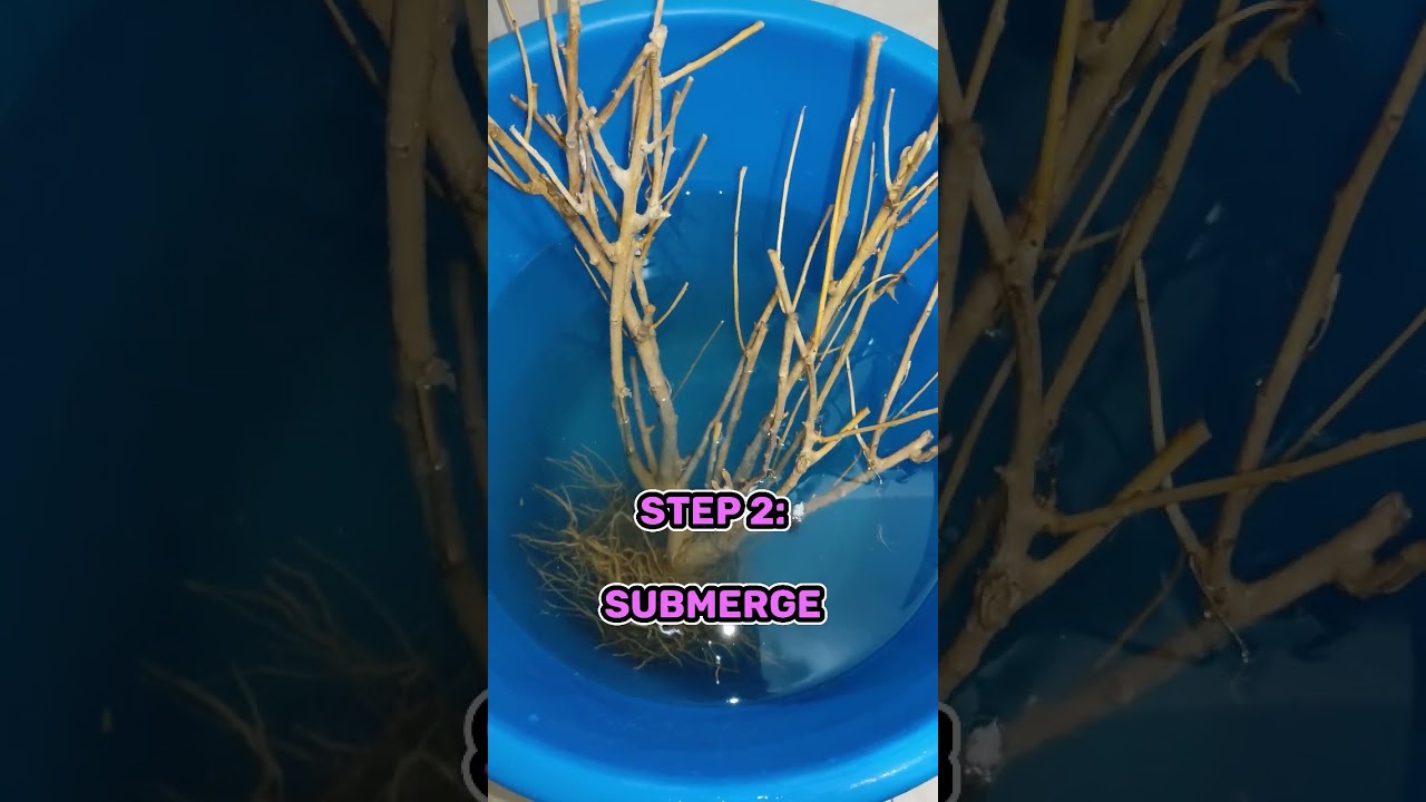 How To Prepare Driftwood For Your Aquarium (The Easy Way) - Part 1 #driftwood #aquarium #fish