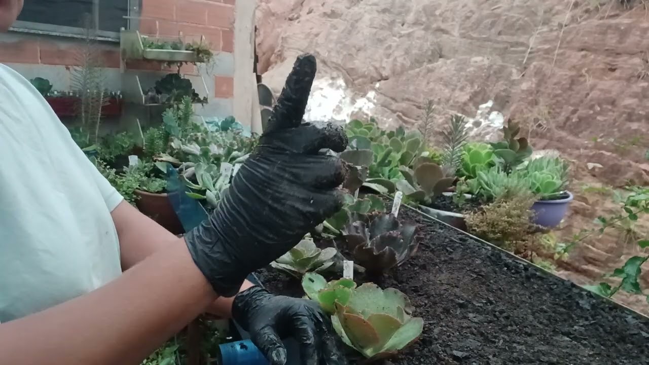 Plantio no novo potinho 🤣🤣🤣😅 ficou um luxo 