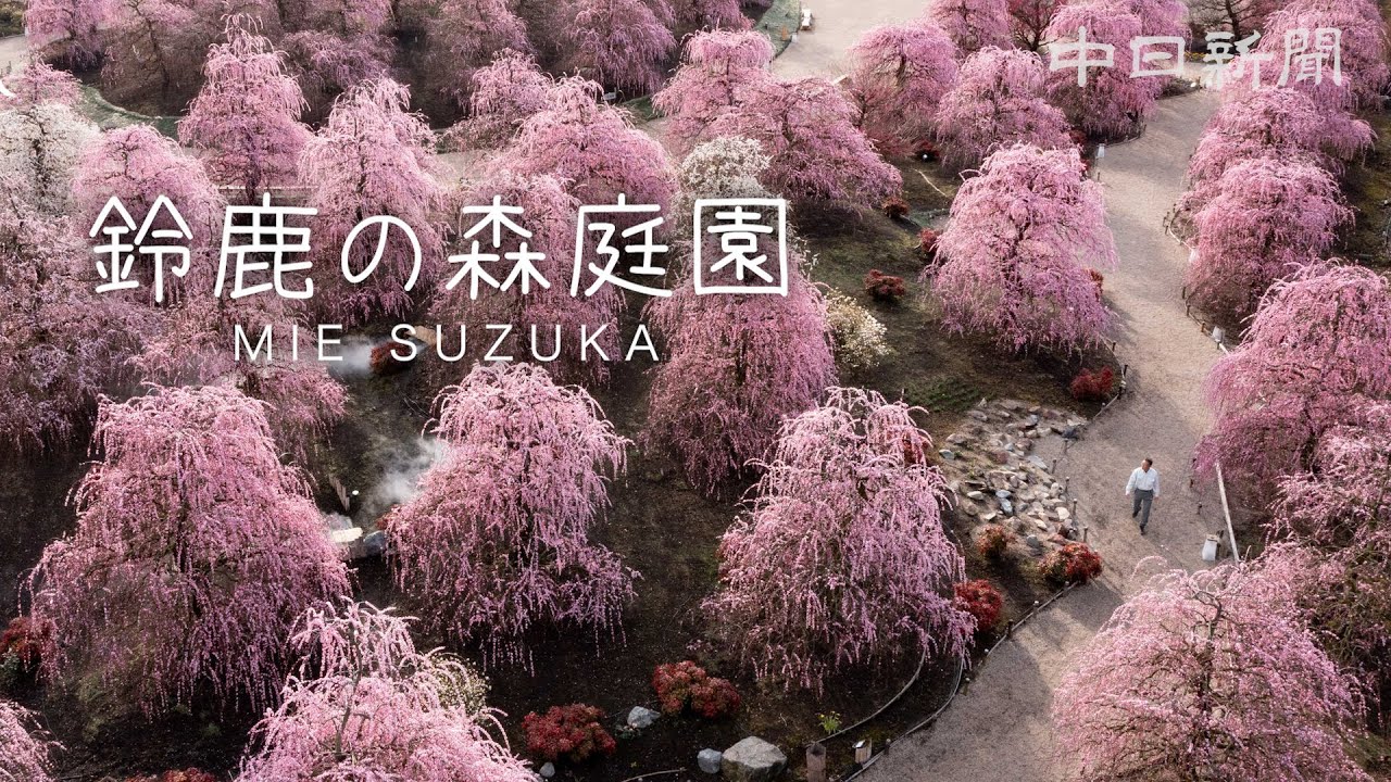 【4Kダイジェスト】三重 鈴鹿の森庭園　春爛漫 しだれ梅見頃に
