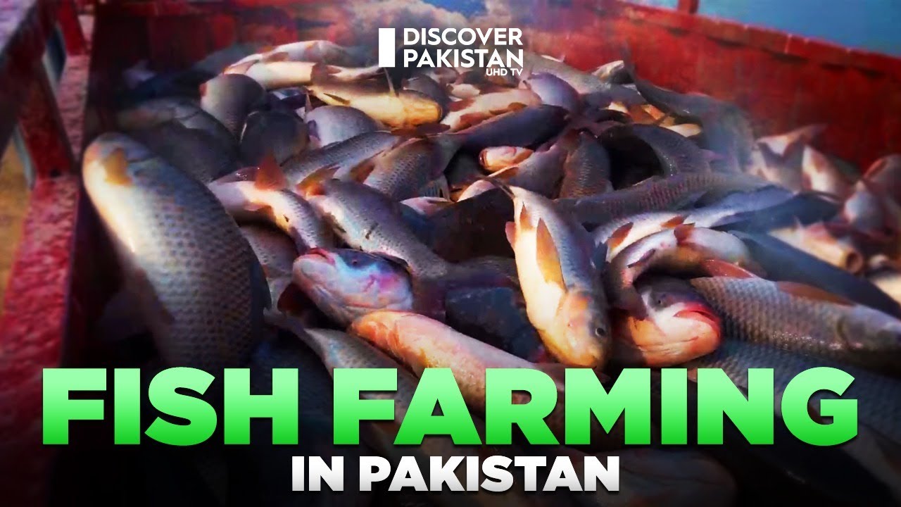 Exploring the Fish Farming Ventures in Pakistan | Kissan Ka Pakistan | Discover Pakistan