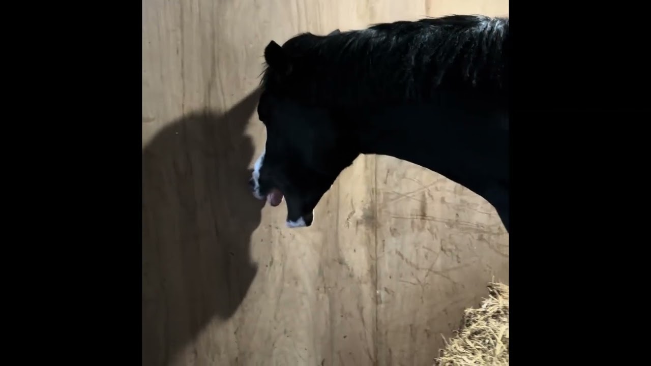 Perspective! Or how linking well-being to how your horse went today is a bad idea!