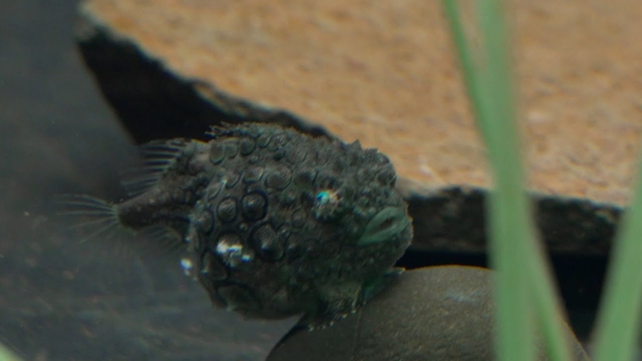 What’s inside Oregon’s historic Seaside Aquarium?