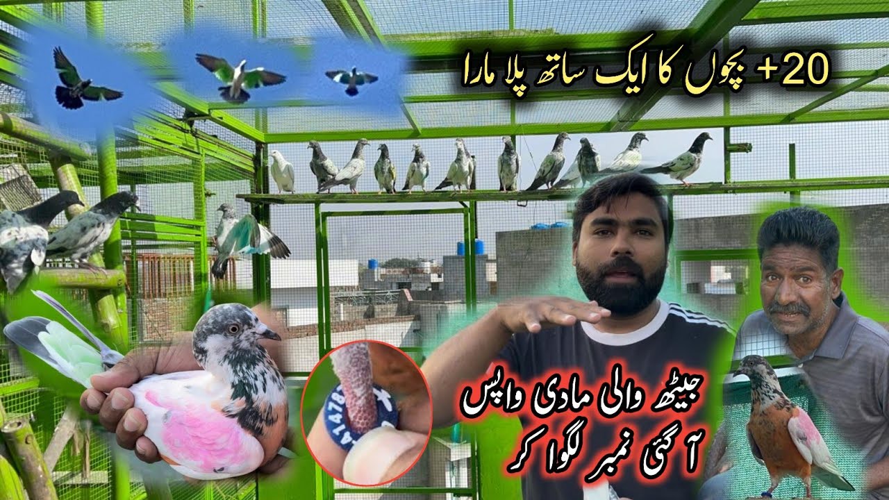 20 + Baby Pigeons Ka Plla Mara 