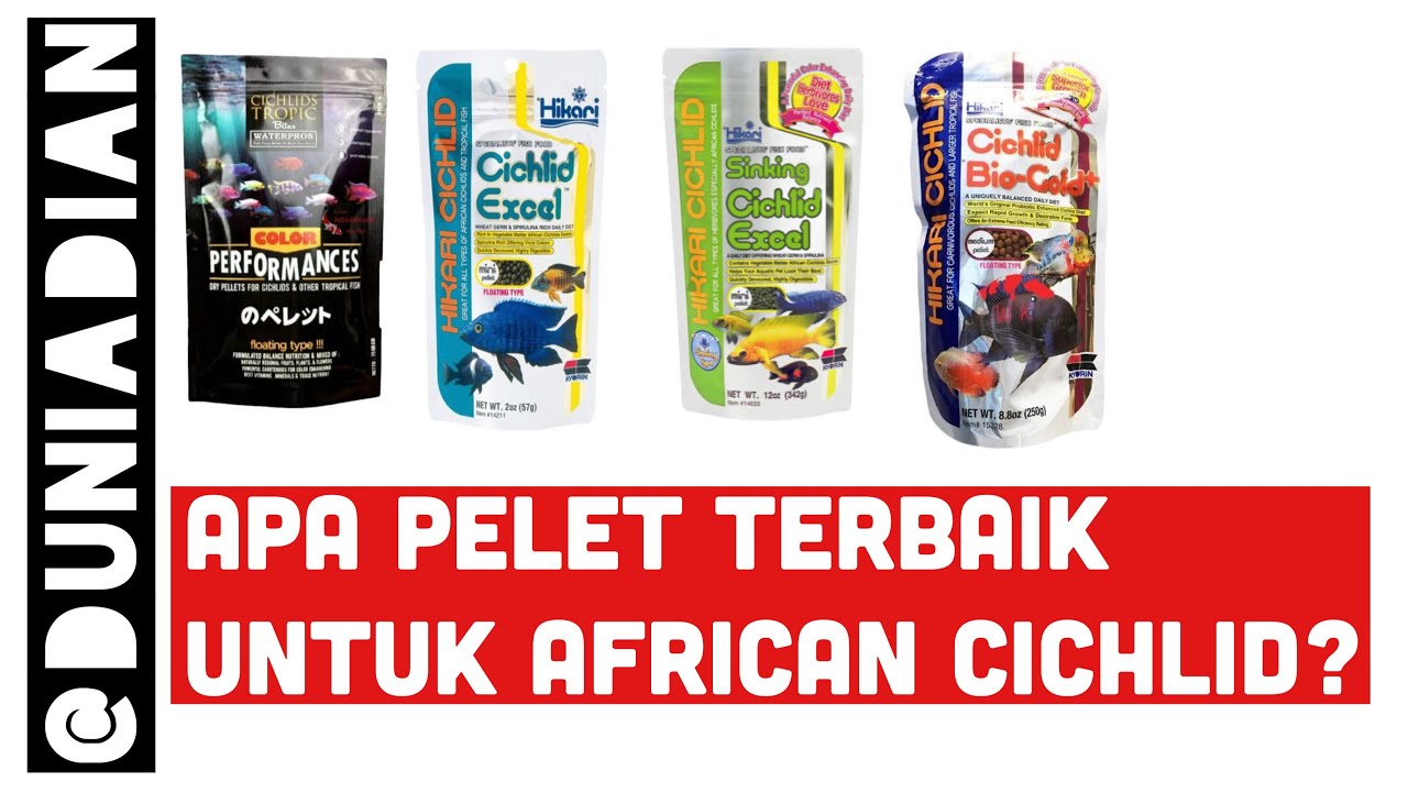 Pelet Cichlid Tebaik Untuk Warna dan Pertumbuhan Cichlid ? | Ini Dia Pelet Ikan Saya