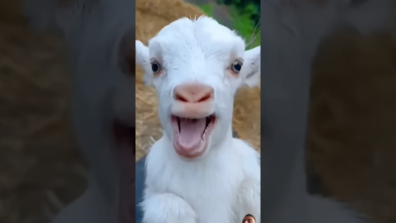 Cute ❤️ #babygoat #goat #shorts  #goatfarming #baba