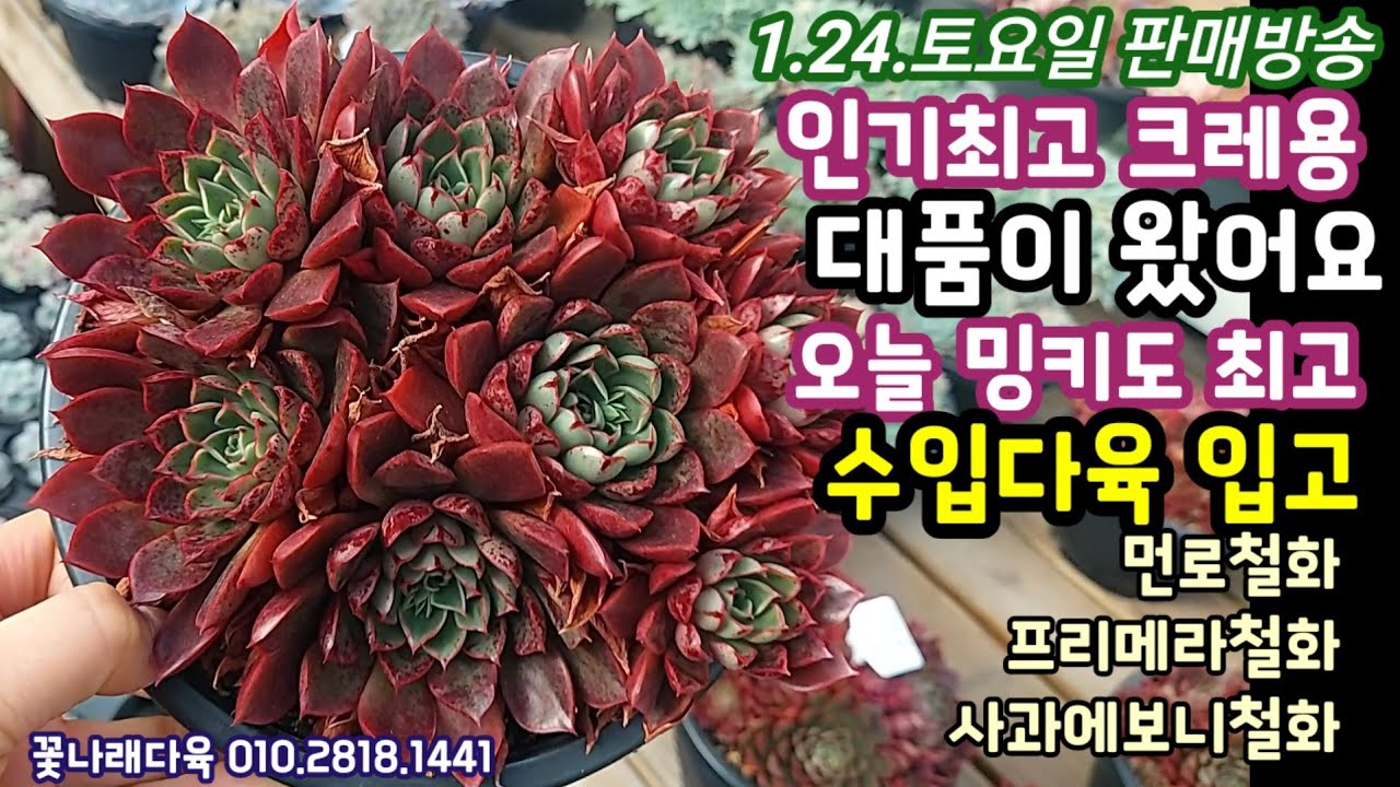 인기최고 크레용대품군생 💕오늘 밍키군생도 너무 좋아요💕 수입다육 입고[유나히메,아레나스철화,러블리로즈철화]꽃나래다육 010.2818.1441 